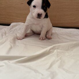 Jack Russell - Bitches
