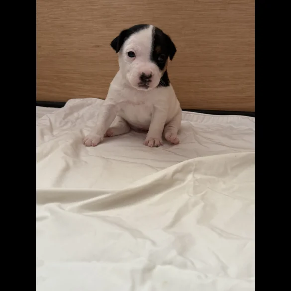 Jack Russell - Bitches