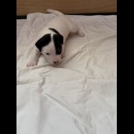Jack Russell - Bitches