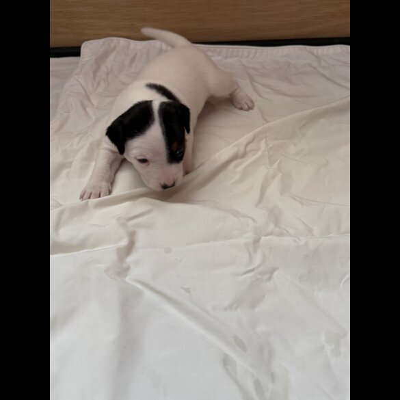 Jack Russell - Bitches