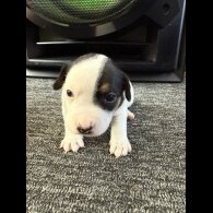 Jack Russell - Bitches