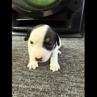Jack Russell - Bitches