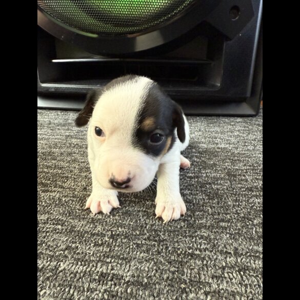 Jack Russell - Bitches