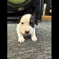 Jack Russell - Bitches