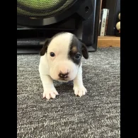 Jack Russell - Bitches