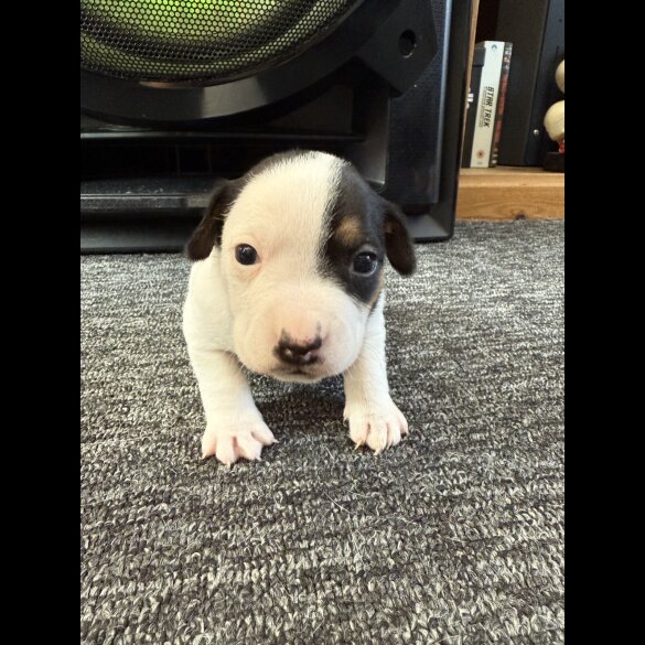 Jack Russell - Bitches