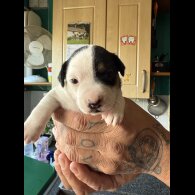 Jack Russell - Bitches
