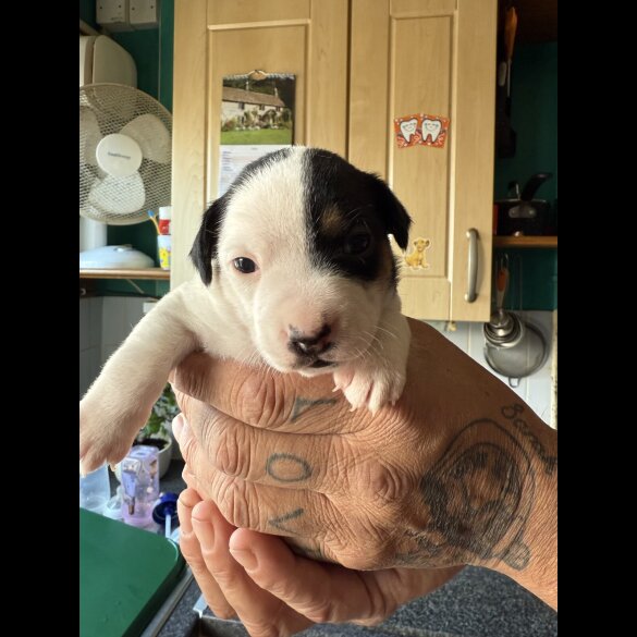 Jack Russell - Bitches