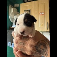 Jack Russell - Bitches