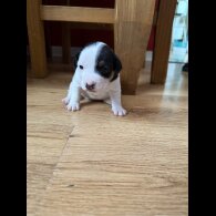 Jack Russell - Bitches