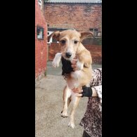 Jack Russell - Bitches
