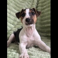 Jack Russell - Both