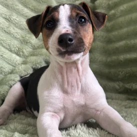 Jack Russell - Both