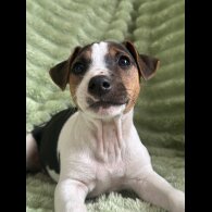 Jack Russell - Both