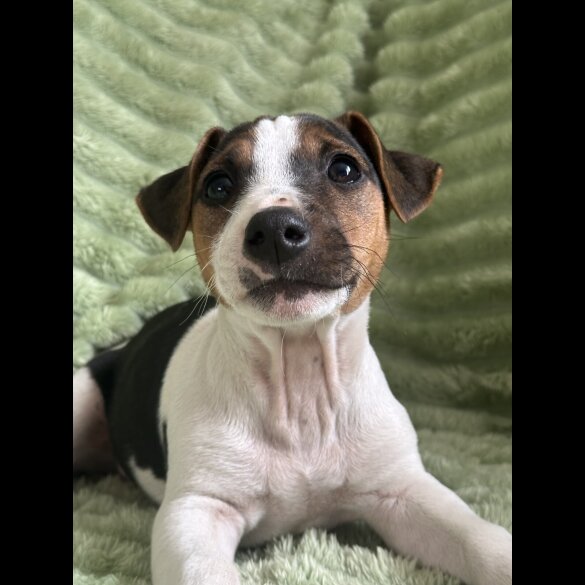 Jack Russell - Both