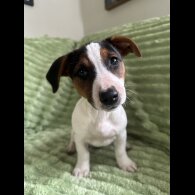 Jack Russell - Both