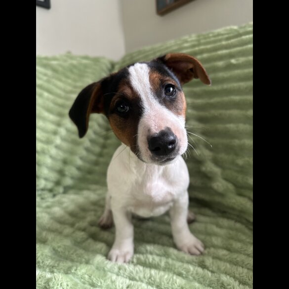 Jack Russell - Both