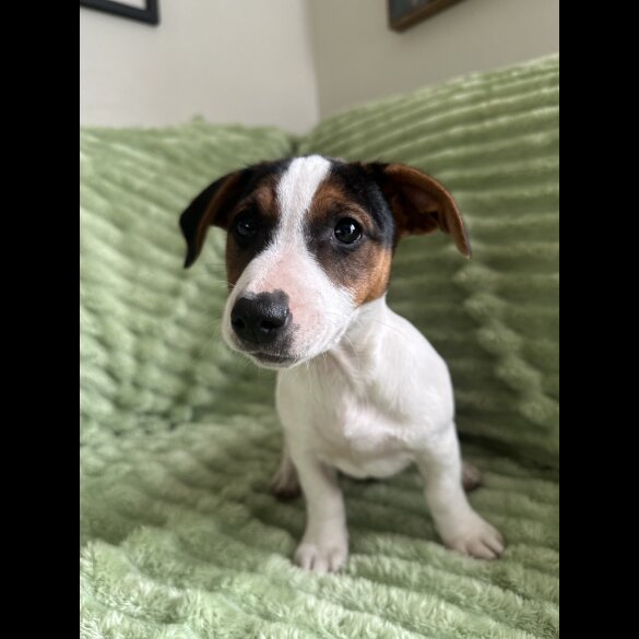 Jack Russell - Both