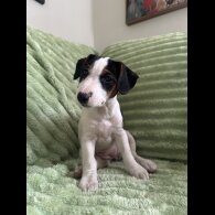 Jack Russell - Both