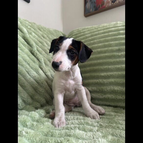 Jack Russell - Both