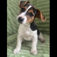 Jack Russell - Both