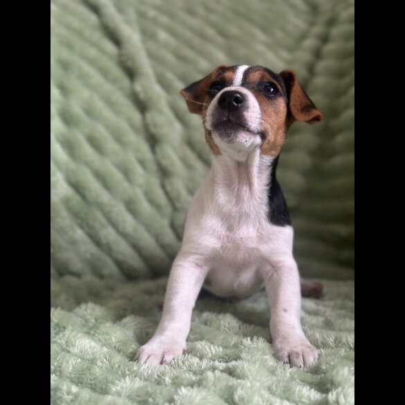 Jack Russell - Both