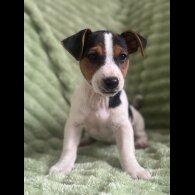 Jack Russell - Both