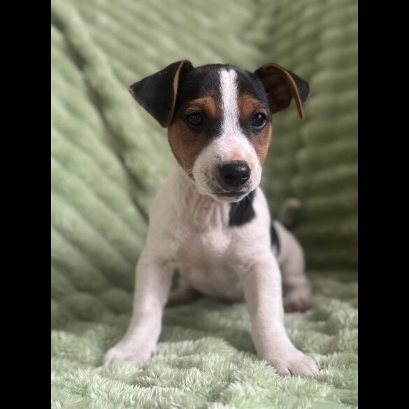 Jack Russell - Both