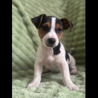 Jack Russell - Both