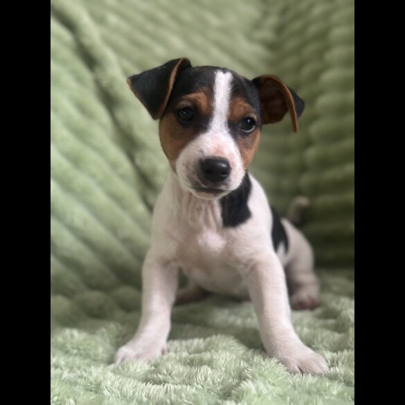 Jack Russell - Both