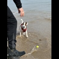 Jack Russell - Both