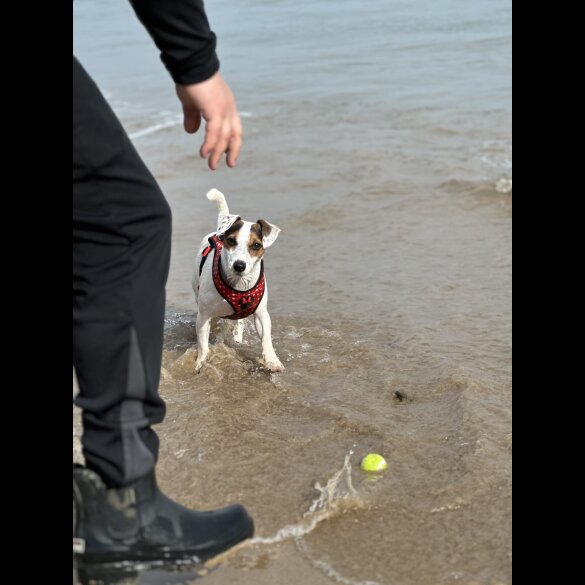 Jack Russell - Both