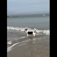Jack Russell - Both