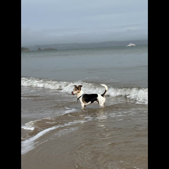 Jack Russell - Both