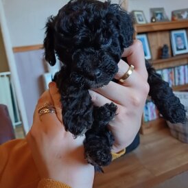Jackapoo - Dogs