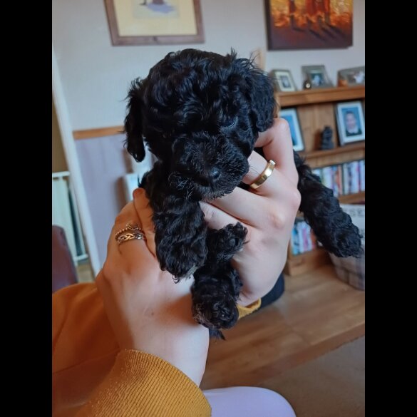 Jackapoo - Dogs