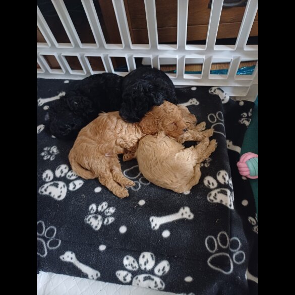 Jackapoo - Dogs