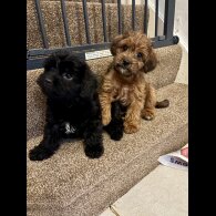 Jackapoo - Both