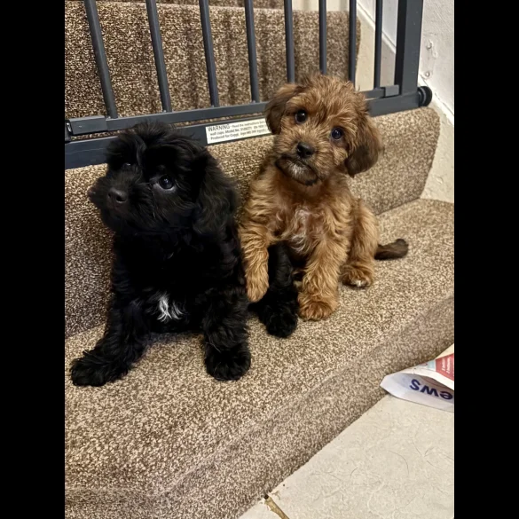 Jackapoo - Both