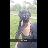 Labrador Retriever - Bitches