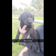 Labrador Retriever - Bitches