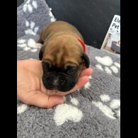 Boxer - Both