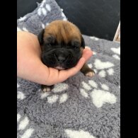 Boxer - Both