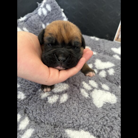 Boxer - Both