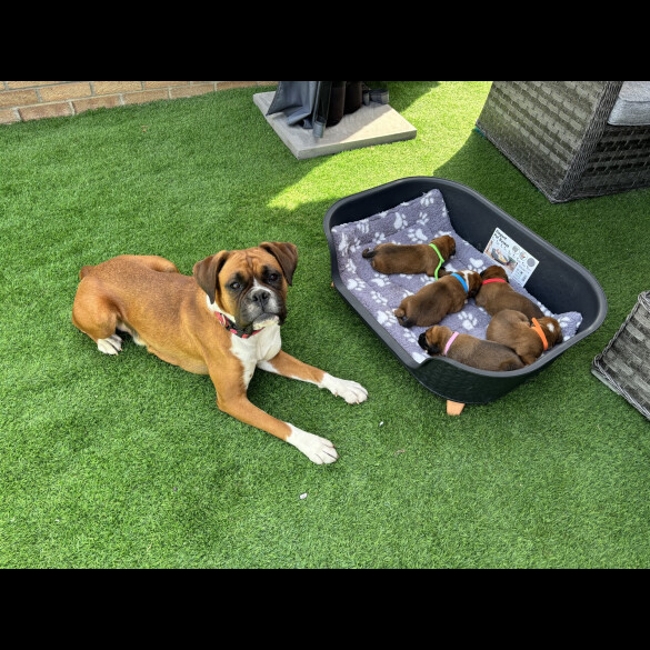 Boxer - Both