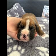 Boxer - Both