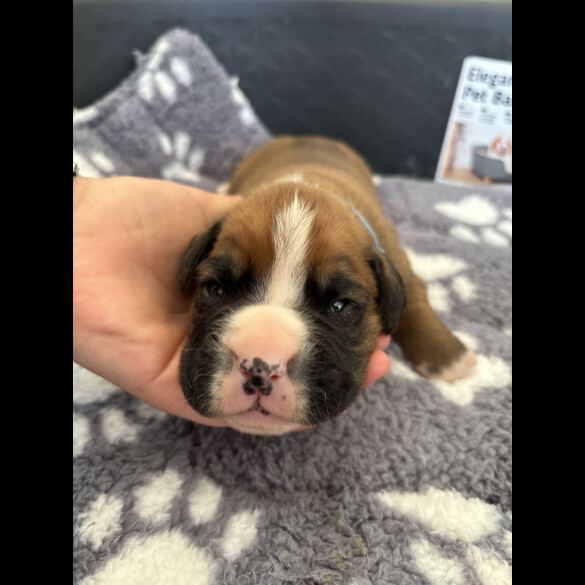 Boxer - Both