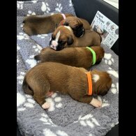 Boxer - Both