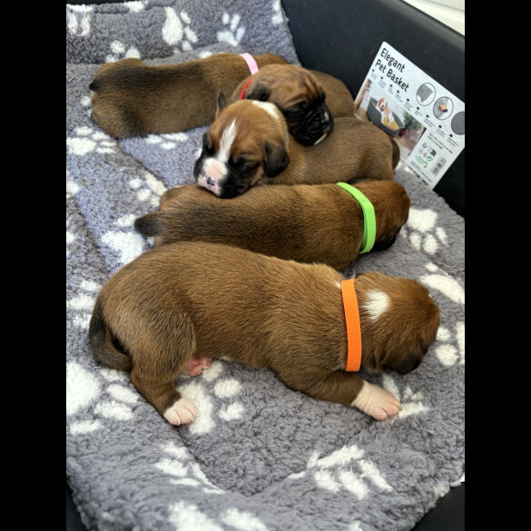 Boxer - Both