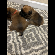 Boxer - Both